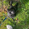 Venom a rejoint le concours — aidez-le/la à gagner de superbes lots ! puppy, dog, black_dog, outdoor, grass, leash, collar, pet, animal, sitting, looking_up, portrait, garden, lawn, greenery, moss, soil, footwear, clogs, jeans
