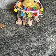 Mister Pickles is registered to the contest to win money with this photo: dog, small_dog, sombrero, hat, colorful, lying_down, bed, blanket, texture, cute, pet, animal, indoor, resting, paws, face, fur, expression, sleepy, cozy