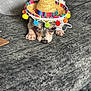 dog, small_dog, sombrero, hat, colorful, lying_down, bed, blanket, texture, cute, pet, animal, indoor, resting, paws, face, fur, expression, sleepy, cozy