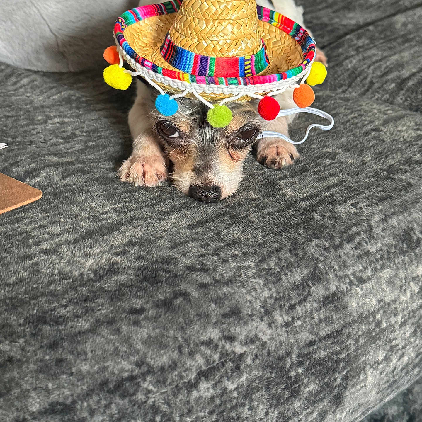Mister Pickles is registered to the contest to win money with this photo: animal, bed, blanket, colorful, cozy, cute, dog, expression, face, fur, hat, indoor, lying_down, paws, pet, resting, sleepy, small_dog, sombrero, texture