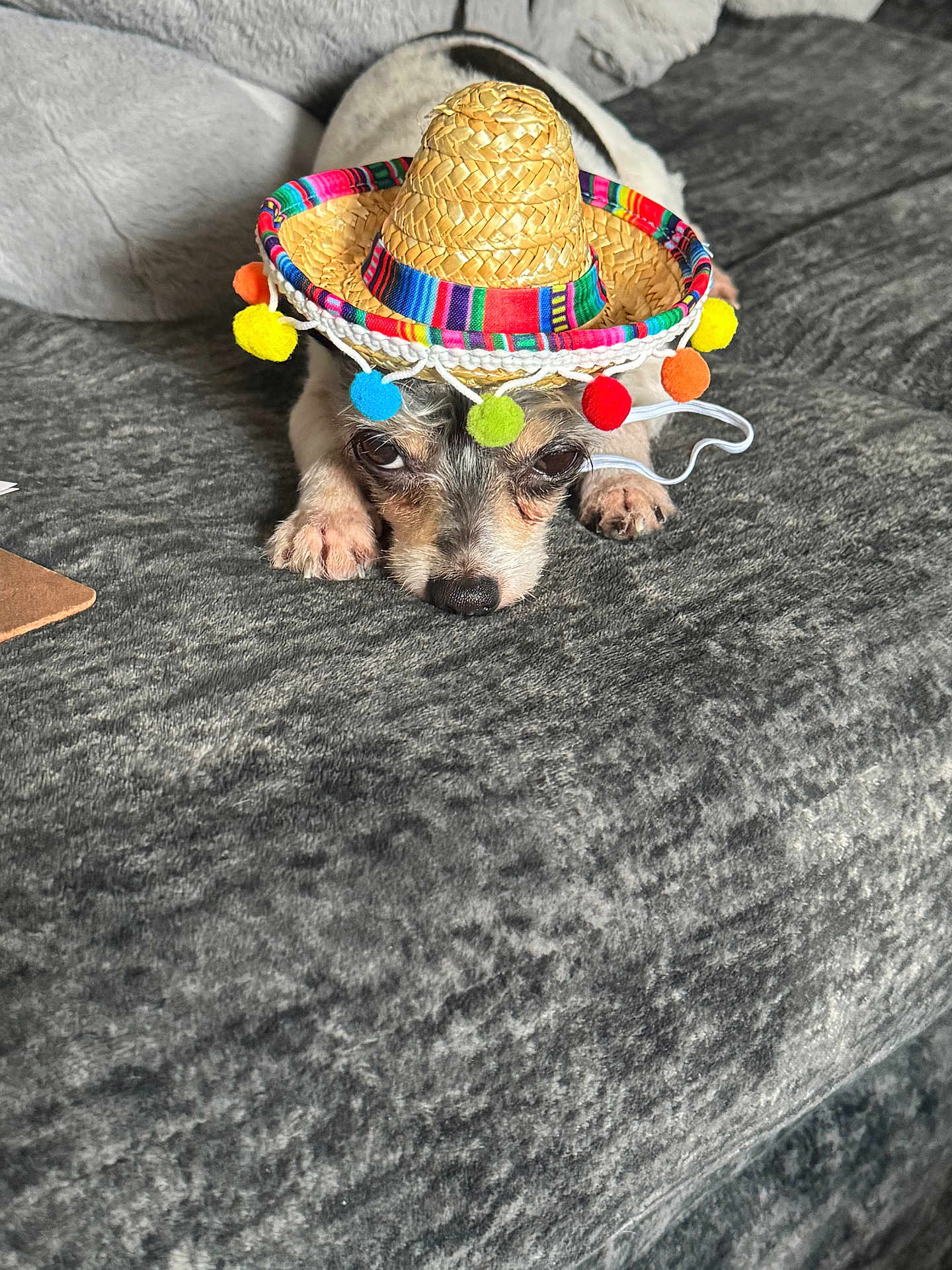 Mister Pickles is registered to the contest to win money with this photo: dog, small_dog, sombrero, hat, colorful, lying_down, bed, blanket, texture, cute, pet, animal, indoor, resting, paws, face, fur, expression, sleepy, cozy