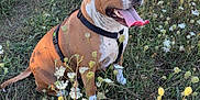 Tannia a rejoint le concours — aidez-le/la à gagner de superbes lots ! dog, animal, pet, outdoor, field, wildflowers, grass, nature, sunlight, happy, sitting, brown, white, canine, tongue_out, harness, summer, meadow, flora, peaceful