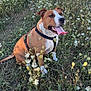 dog, animal, pet, outdoor, field, wildflowers, grass, nature, sunlight, happy, sitting, brown, white, canine, tongue_out, harness, summer, meadow, flora, peaceful