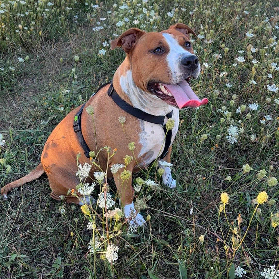 Tannia a rejoint le concours — aidez-le/la à gagner de superbes lots ! animal, brown, canine, dog, field, flora, grass, happy, harness, meadow, nature, outdoor, peaceful, pet, sitting, summer, sunlight, tongue_out, white, wildflowers