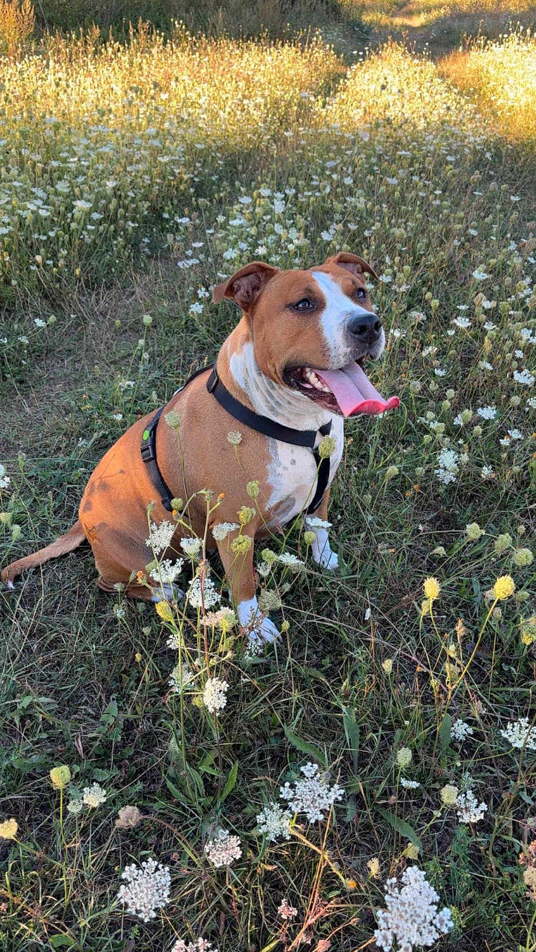 Tannia a rejoint le concours — aidez-le/la à gagner de superbes lots ! dog, animal, pet, outdoor, field, wildflowers, grass, nature, sunlight, happy, sitting, brown, white, canine, tongue_out, harness, summer, meadow, flora, peaceful