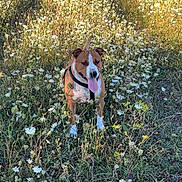 Tannia participe au concours pour gagner de l'argent avec cette photo : dog, wildflowers, meadow, grass, sunlight, nature, outdoor, pet, canine, summer, field, happy, tongue_out, brown_dog, white_paws, black_harness, sunny, flora, greenery, daytime