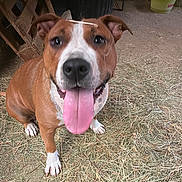 Tannia a rejoint le concours — aidez-le/la à gagner de superbes lots ! animal, brown_and_white, canine, close_up, dog, ears, farm, floor, happy, hay, mammal, nose, outdoor, panting, pet, plastic_bucket, rustic, sitting, tongue_out, wood