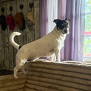Buford joined the competition — help win amazing prizes! dog, small_dog, standing, indoors, window, curtains, sunlight, carpet, stairs, wooden_wall, hats, home, pet, animal, black_and_white, brown_markings, curled_tail, alert, portrait, daylight