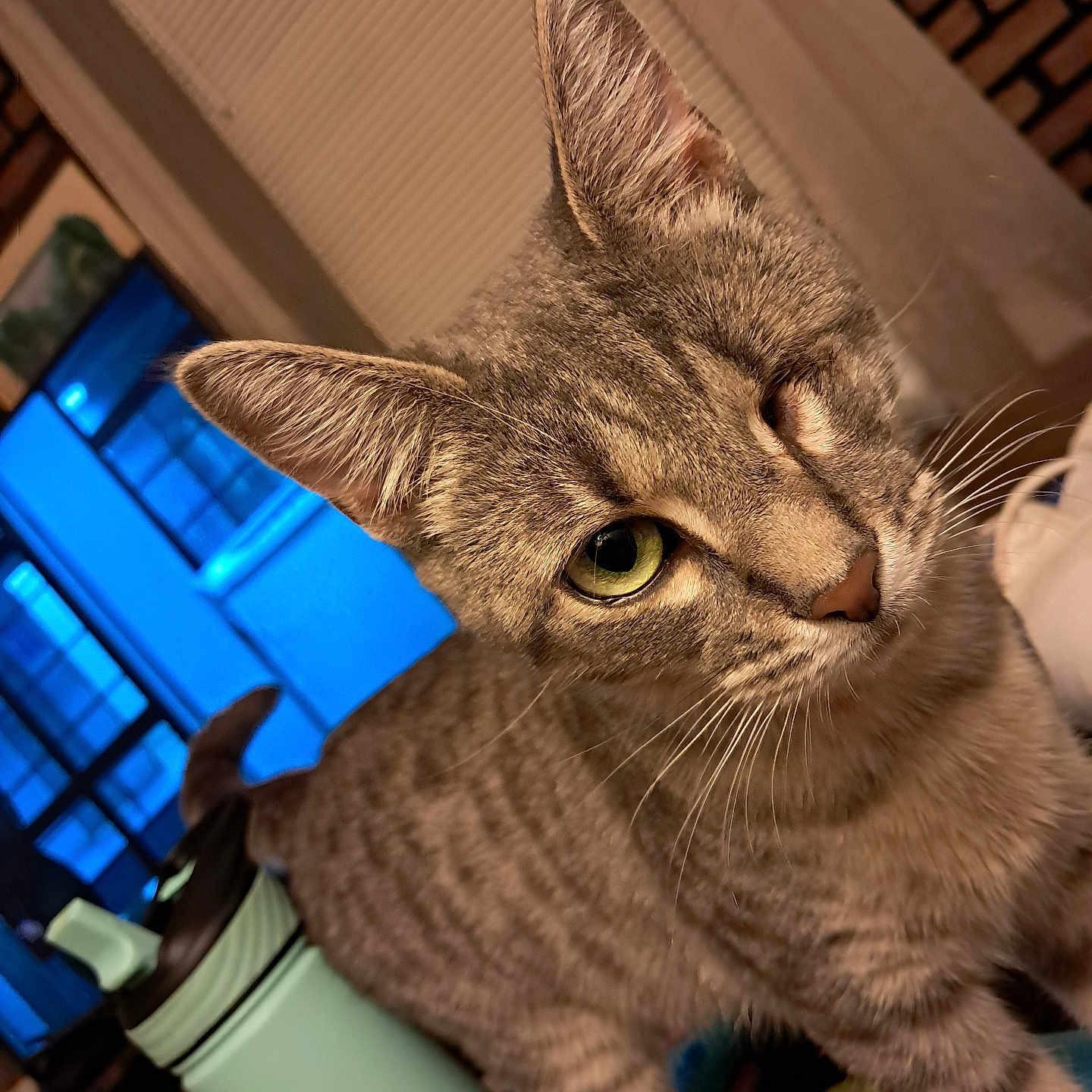 Willow joined the competition — help win amazing prizes! abyssinian, animal, architecture, building, cat, computer, couch, electronics, furniture, hardwood, indoors, kitten, laptop, livingroom, manx, pc, pet, room, tin, wood