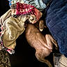 Diamond joined the competition — help win amazing prizes! dog, blanket, couch, pillow, fur, relaxing, sleeping, indoor, comfort, pet, cozy, brown, animal, resting, home, soft, fabric, paw, upside_down, cute