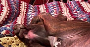 Diamond joined the competition — help win amazing prizes! dog, blanket, crochet, brindle, paw, furniture, bicycle, wheel, indoor, resting, cozy, brown, fabric, pattern, relaxing, pet, animal, home, comfort, sleeping