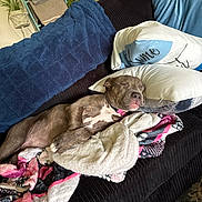 Diamond joined the competition — help win amazing prizes! dog, sleeping, couch, blanket, pillow, indoor, resting, cozy, pet, fur, relaxation, home, comfort, brown_dog, snuggle, soft, living_room, canine, domestic_animal, nap