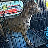 Diamond is registered to the contest to win money with this photo: dog, crate, cage, vehicle, car_interior, window, pet, brown_dog, metal_bars, daylight, red_truck, looking_out, canine, floor, tail, ears, snout, paws, domestic_animal, transportation