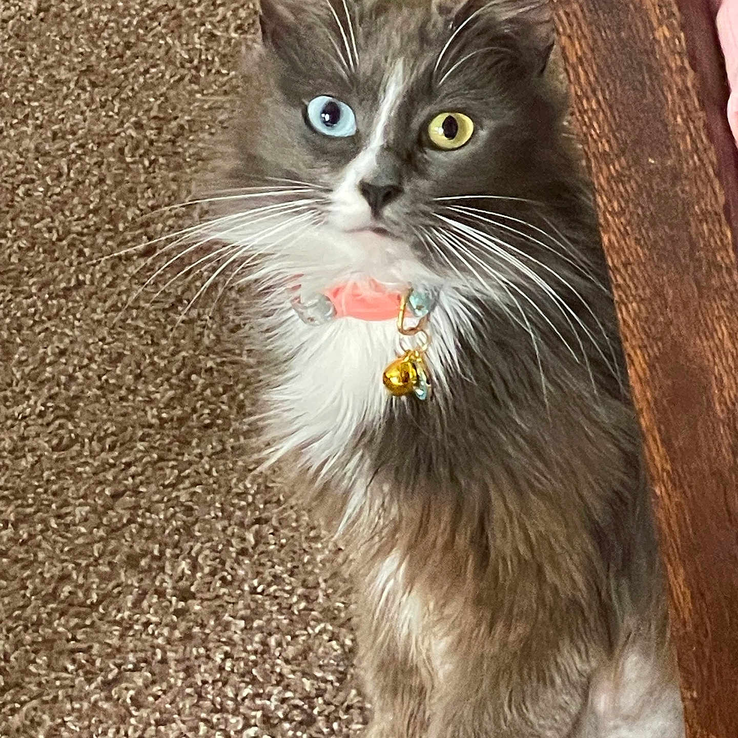 Fluffy joined the competition — help win amazing prizes! abyssinian, accessories, angora, animal, bodypart, cat, collar, earring, formalwear, hardwood, jewelry, kitten, manx, mouth, necklace, person, pet, strap, tie, wood