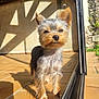 dog, yorkshire_terrier, pet, small_dog, outdoor, sunlight, terracotta_tiles, doorframe, shadow, fur, ears, nose, portrait, close_up, standing, cute, canine, tile_floor, reflection, home