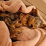 Zouka a rejoint le concours — aidez-le/la à gagner de superbes lots ! dog, yorkshire_terrier, sleeping, blanket, pink_blanket, cozy, sofa, fur, paw, nose, pet, indoor, close_up, resting, soft_texture, brown_fur, long_hair, muzzle, whiskers, relaxation