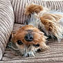 Zouka participe au concours pour gagner de l'argent avec cette photo : dog, pet, yorkshire_terrier, small_dog, nose, fur, close_up, cushion, couch, upside_down, cute, resting, cozy, indoor, ears, whiskers, eyes, portrait, texture, sleepy