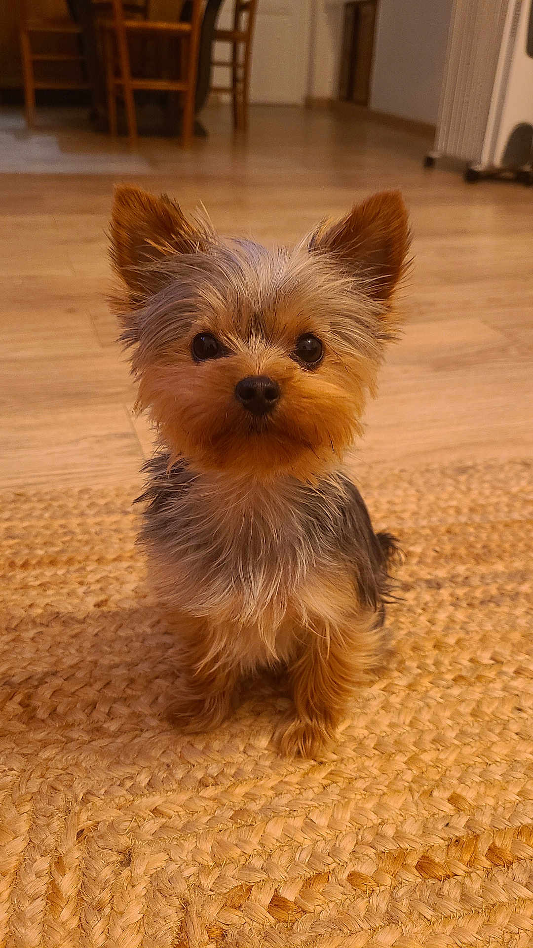Zouka participe au concours pour gagner de l'argent avec cette photo : dog, yorkshire_terrier, puppy, pet, small_dog, portrait, indoor, rug, hardwood_floor, ears, eyes, nose, fur, sitting, cute, looking_at_camera, whiskers, living_room, cozy, close_up