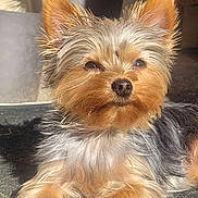 Zouka participe au concours pour gagner de l'argent avec cette photo : dog, yorkshire_terrier, pet, canine, fur, ears, nose, eyes, paws, portrait, close_up, small_dog, fluffy, adorable, sunlight, indoor, muzzle, whiskers, relaxed, cute