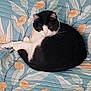 Nukko participe au concours pour gagner de l'argent avec cette photo : cat, black_and_white, bedspread, floral_pattern, indoor, pet, animal, resting, cozy, feline, fur, comfortable, home, relaxed, whiskers, sleepy, cute, domestic_cat, quiet, curled_up