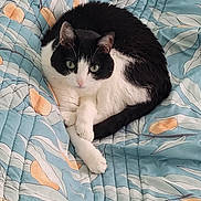 Nukko participe au concours pour gagner de l'argent avec cette photo : cat, black_and_white, pet, animal, quilt, bedspread, patterned, blue, orange, leaf, indoor, cozy, resting, fur, whiskers, green_eyes, curled_up, cute, domestic, comfortable