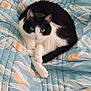 cat, black_and_white, pet, animal, quilt, bedspread, patterned, blue, orange, leaf, indoor, cozy, resting, fur, whiskers, green_eyes, curled_up, cute, domestic, comfortable