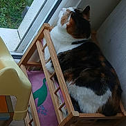 Molly participe au concours pour gagner de l'argent avec cette photo : cat, calico_cat, wooden_cradle, window, indoor, furniture, domestic, pet, animal, resting, cozy, curled_up, greenery, daylight, wood, floor, pink_blanket, quiet, home, relaxation