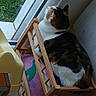 cat, calico_cat, wooden_cradle, window, indoor, furniture, domestic, pet, animal, resting, cozy, curled_up, greenery, daylight, wood, floor, pink_blanket, quiet, home, relaxation