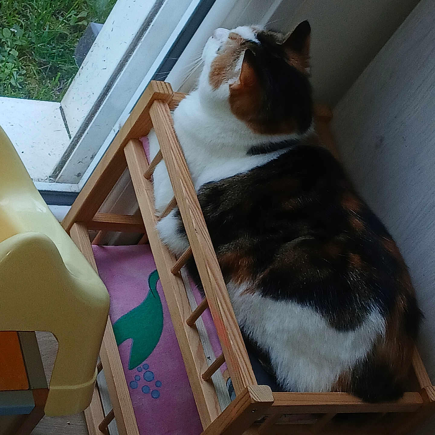 Molly