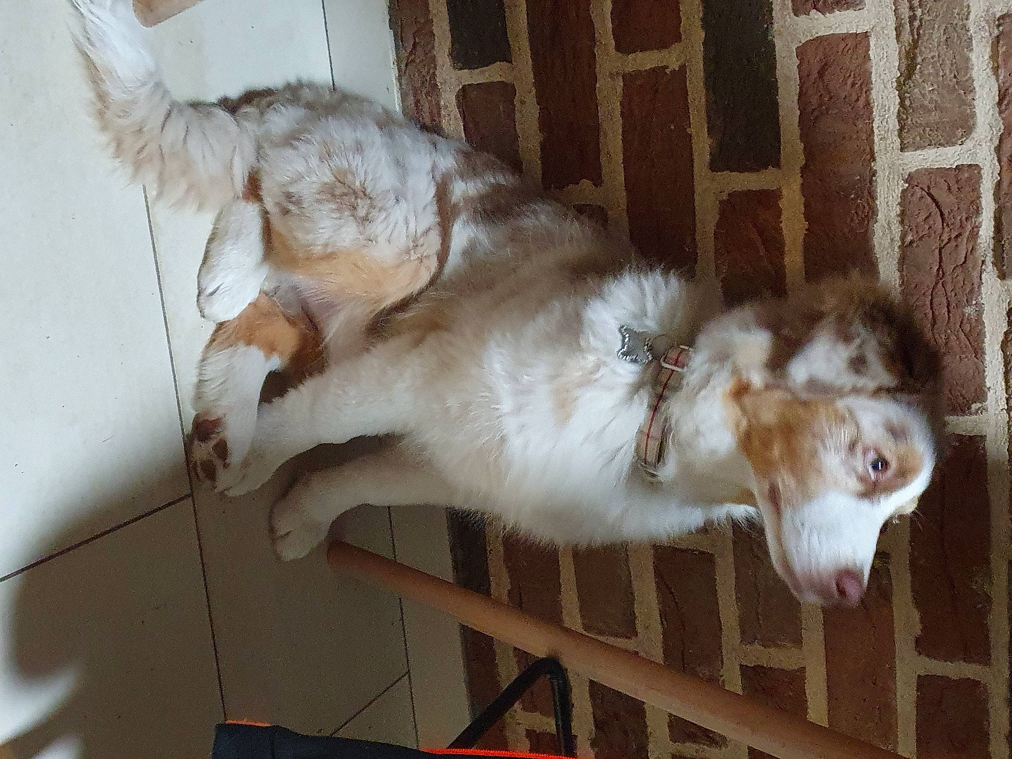 Ruby a rejoint le concours — aidez-le/la à gagner de superbes lots ! animal_shelter, canidae, carnivore, cat, claw, companion_dog, dog_breed, fang, fawn, felidae, fur, goats, paw, small_to_medium_sized_cats, snout, sporting_group, tail, terrestrial_animal, whiskers, window