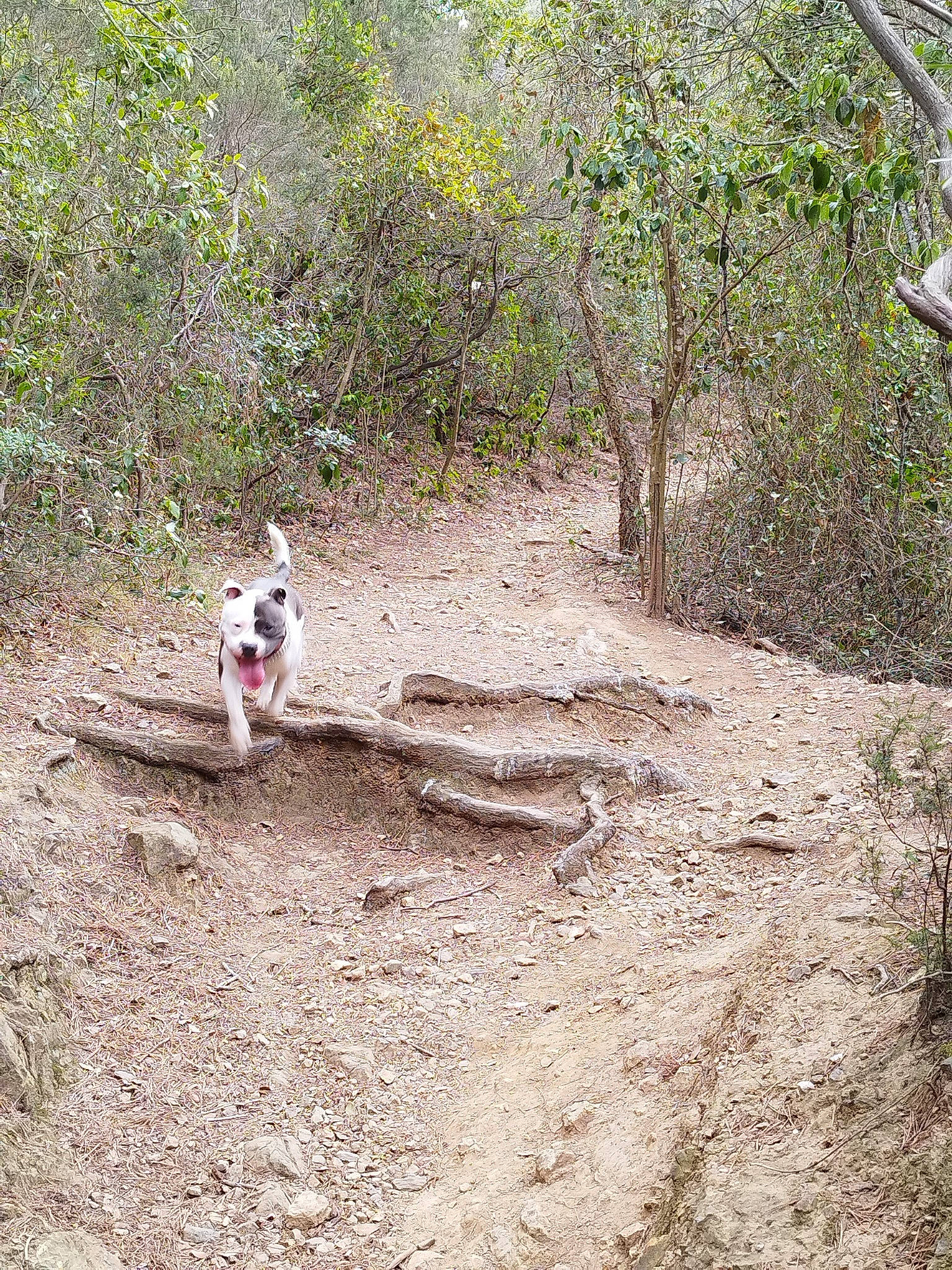 Igor participe au concours pour gagner de l'argent avec cette photo : adventure, canidae, carnivore, dirt_road, dog, dog_breed, fawn, forest, grass, jungle, landscape, plant, recreation, soil, sporting_group, trail, tree, walking, woodland, working_animal