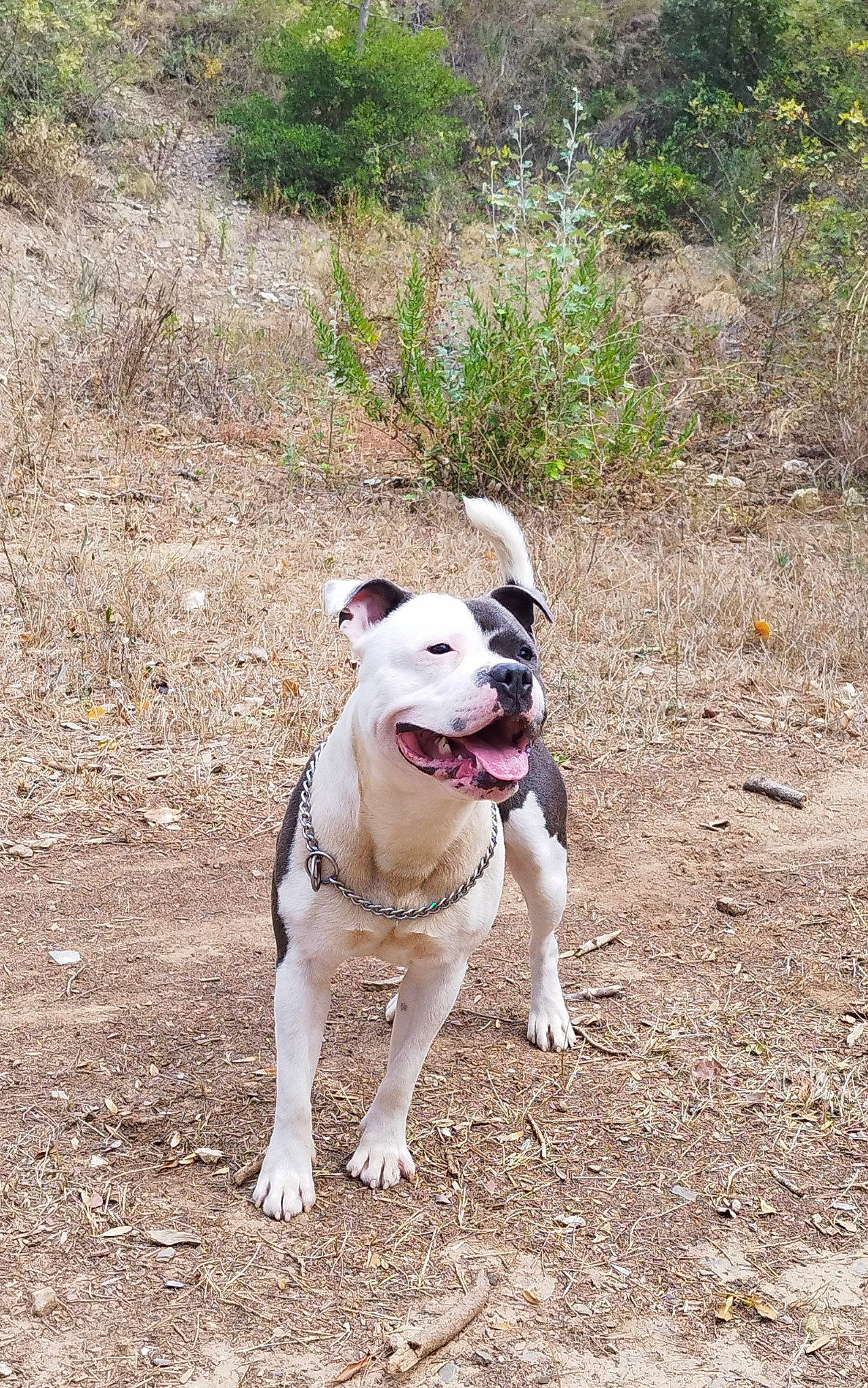 Igor participe au concours pour gagner de l'argent avec cette photo : adventure, canidae, carnivore, collar, companion_dog, dog, dog_breed, dog_collar, fawn, grass, non_sporting_group, paw, plant, snout, soil, sporting_group, tail, terrestrial_animal, tree, working_animal