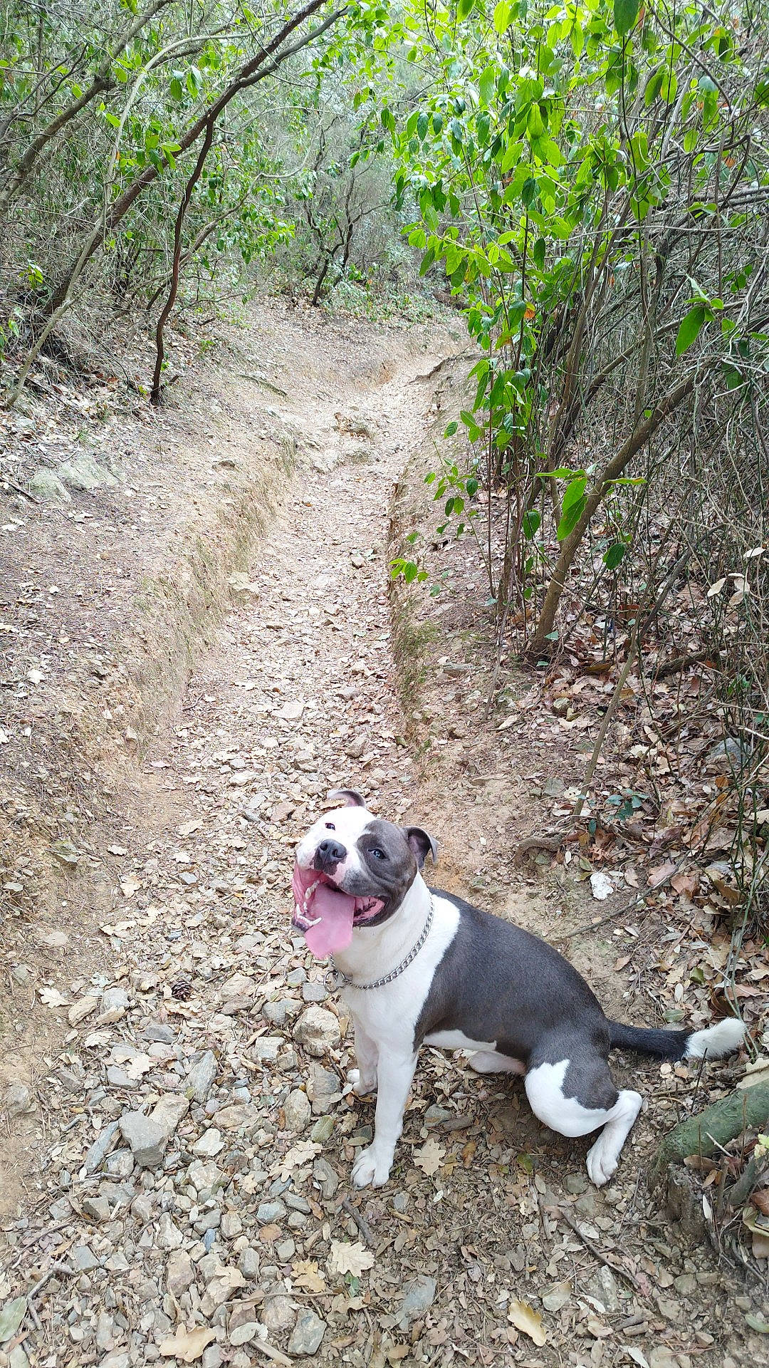 Igor participe au concours pour gagner de l'argent avec cette photo : canidae, carnivore, collar, companion_dog, dog, dog_breed, dog_collar, fawn, forest, grass, leash, molosser, plant, snout, soil, tail, trail, tree, woodland, working_animal