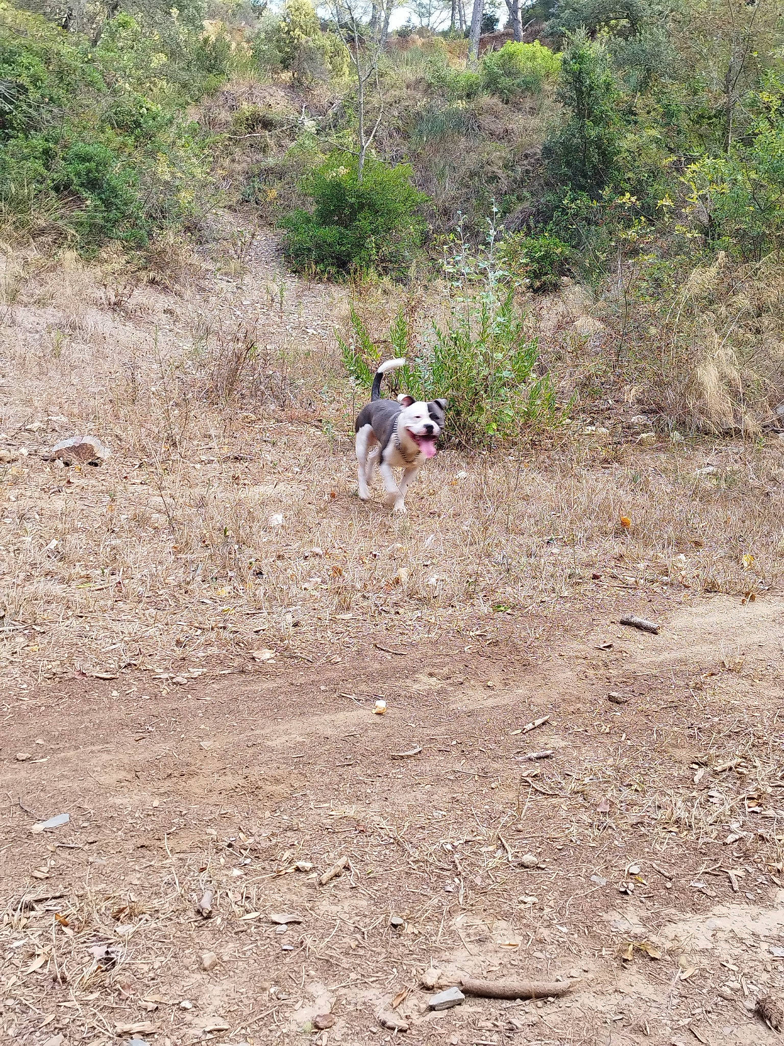 Igor a rejoint le concours — aidez-le/la à gagner de superbes lots ! adventure, canidae, carnivore, chaparral, dirt_road, dog, dog_breed, fawn, grass, landscape, plant, recreation, shrub, shrubland, soil, sporting_group, trail, tree, walking, wildlife