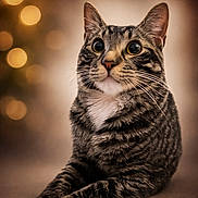 Lugosi is registered to the contest to win money with this photo: cat, tabby_cat, animal, pet, feline, whiskers, paws, ears, fur, portrait, close_up, indoor, bokeh, soft_light, brown, white_paws, relaxed, alert, cute, mammal