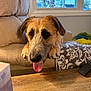 Ozzie joined the competition — help win amazing prizes! animal, architecture, building, canine, couch, cushion, dog, furniture, hardwood, homedecor, hound, indoors, interiordesign, livingroom, pet, plywood, puppy, room, terrier, wood