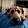 Ozzie