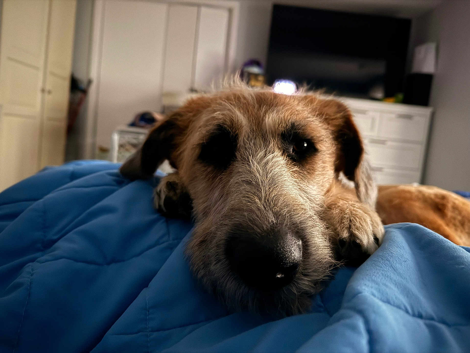 Ozzie joined the competition — help win amazing prizes! airedale, animal, blanket, canine, cat, computerhardware, couch, dog, electronics, furniture, hardware, hound, indoors, interiordesign, monitor, pet, puppy, screen, terrier, tv