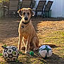 Ozzie joined the competition — help win amazing prizes! animal, backyard, ball, canine, chair, dog, football, furniture, grass, nature, outdoors, pet, plant, puppy, soccer, soccerball, sphere, sport, tennis, tennisball