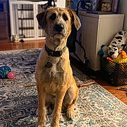 Ozzie is registered to the contest to win money with this photo: animal, architecture, ball, canine, dog, football, furniture, homedecor, hound, indoors, interiordesign, pet, photoframe, puppy, soccer, soccerball, sport, tennis, tennisball, wood