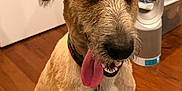 Ozzie is registered to the contest to win money with this photo: accessories, airedale, animal, bodypart, canine, dog, hardwood, hound, indoors, interiordesign, labradorretriever, mouth, person, pet, plywood, puppy, stainedwood, strap, terrier, wood