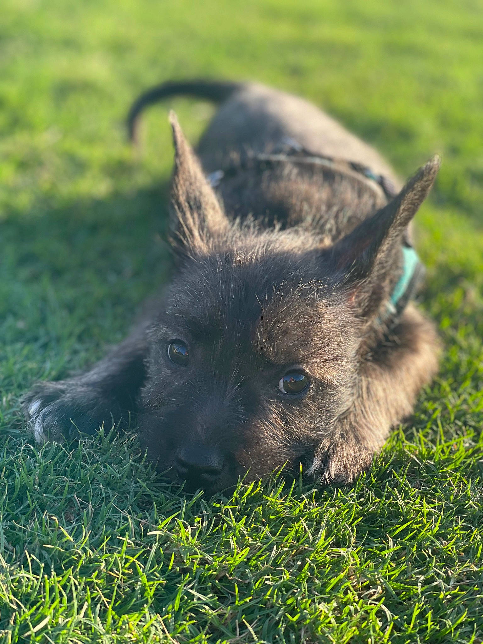 Blaze is registered to the contest to win money with this photo: canidae, carnivore, dog, dog_breed, fur, grass, grassland, liver, sporting_group, terrestrial_animal, terrestrial_plant, working_animal