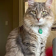 Lark is registered to the contest to win money with this photo: abyssinian, accessories, angora, animal, bodypart, cat, door, hardwood, indoors, interiordesign, jewelry, kitten, manx, mouth, necklace, person, pet, siamese, teeth, wood