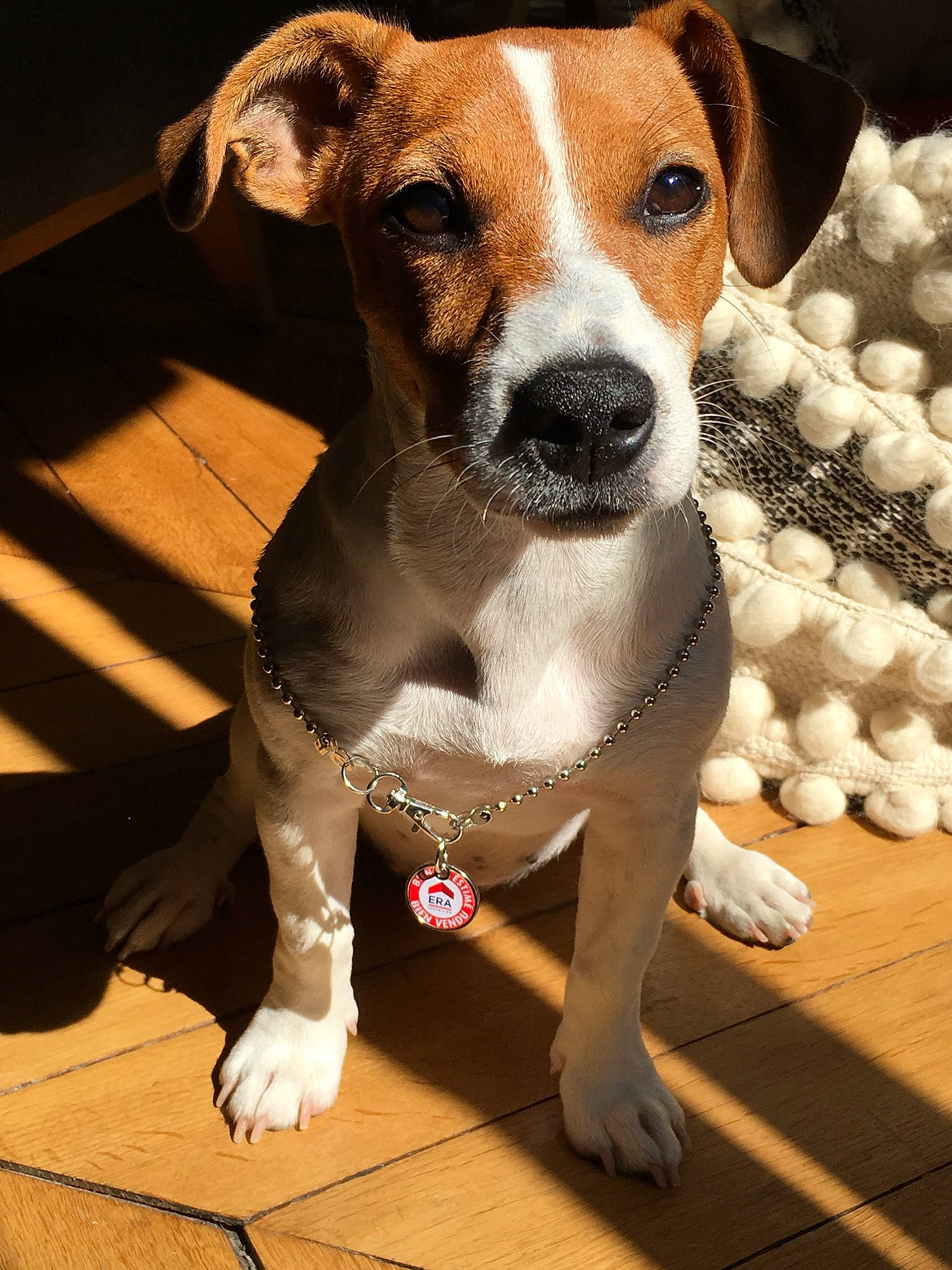 Astuce participe au concours pour gagner de l'argent avec cette photo : ancient_dog_breeds, canidae, carnivore, collar, companion_dog, dog, dog_breed, dog_clothes, dog_collar, dog_supply, fawn, flooring, paw, pet_supply, photo_caption, snout, sporting_group, whiskers, wood, working_animal