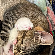 Snowball joined the competition — help win amazing prizes! kitten, cat, newborn, sleeping, snuggling, tabby_cat, mother_cat, fur, paw, pink_nose, cozy, blanket, cute, animal, pet, resting, close_up, domestic_cat, indoor, tender_moment