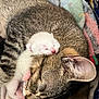 kitten, cat, newborn, sleeping, snuggling, tabby_cat, mother_cat, fur, paw, pink_nose, cozy, blanket, cute, animal, pet, resting, close_up, domestic_cat, indoor, tender_moment