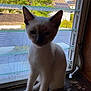 Snowball is registered to the contest to win money with this photo: cat, kitten, siamese_cat, indoor, window, windowsill, mesh_screen, wood, pet, animal, young_cat, curious, sitting, tongue_out, shadow, natural_light, background, greenery, house, quiet