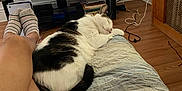 Snowball is registered to the contest to win money with this photo: cat, sleeping, person, legs, striped_socks, blanket, quilt, tv_screen, remote_control, wooden_floor, furniture, cable, electronics, relaxation, indoor, home, comfort, pet, resting, casual