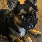 Ms Pepper joined the competition — help win amazing prizes! adorable, animal, black_and_brown, canine, companion, curious, cute, dog, ears, expression, floor, fur, indoor, looking_up, paw, pet, playful, sitting, small_dog, wooden_floor