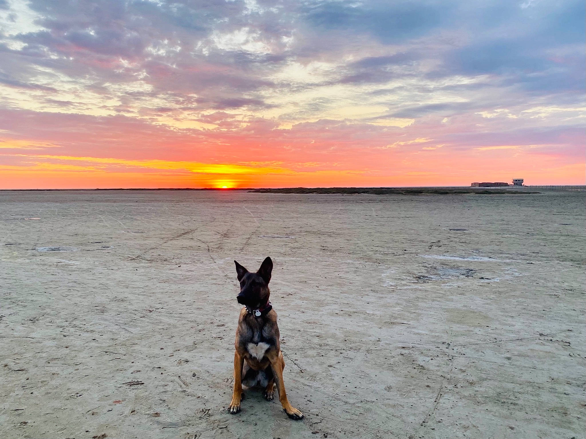 Taiko a rejoint le concours — aidez-le/la à gagner de superbes lots ! afterglow, beach, body_of_water, carnivore, cloud, dog, dog_breed, dusk, fawn, horizon, landscape, red_sky_at_morning, sand, sky, sunlight, sunrise, sunset, vertebrate, water, wood